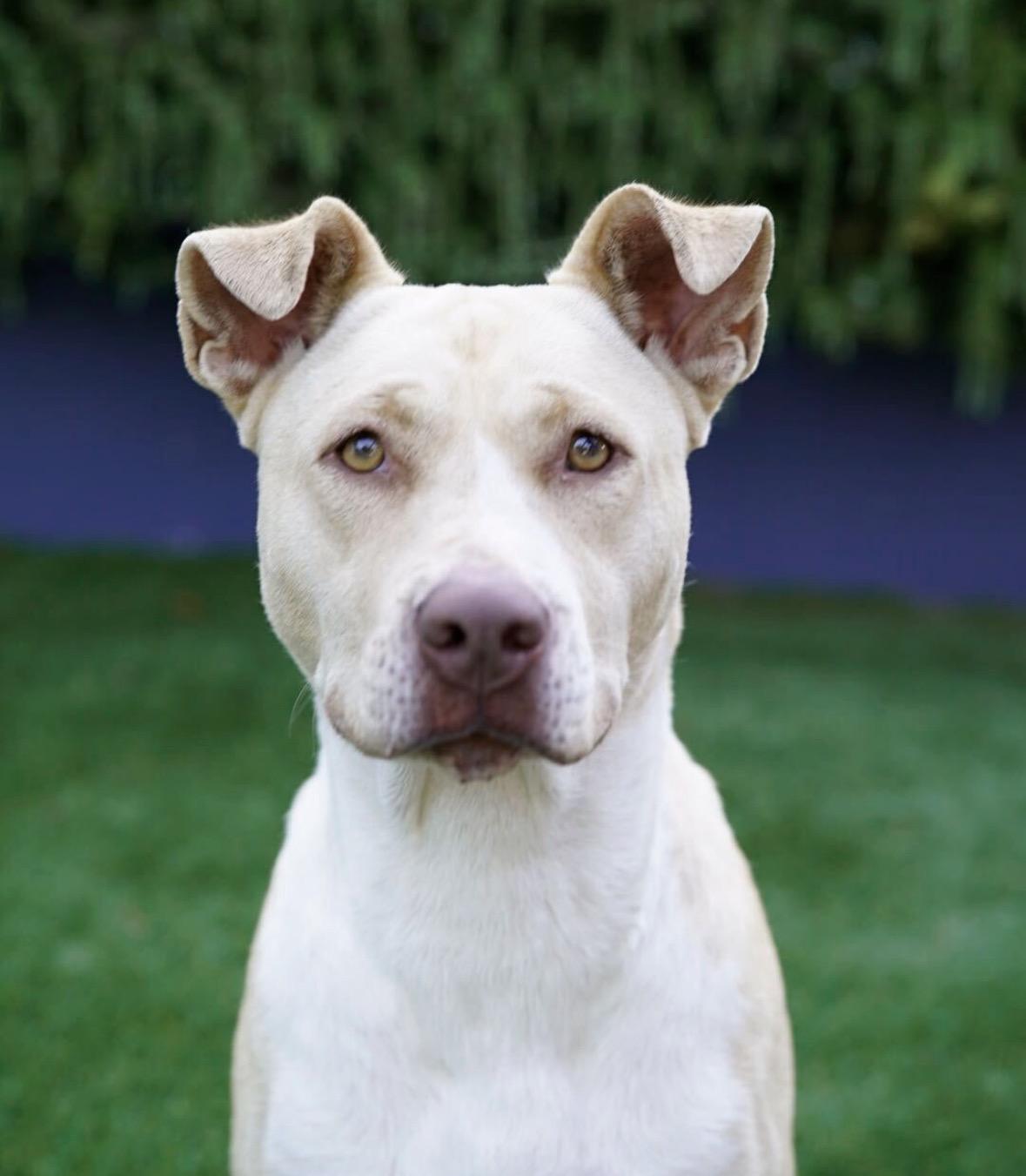 Enlarge Jade, a Adoptable mixed breed in Pasadena, CA image 1/6