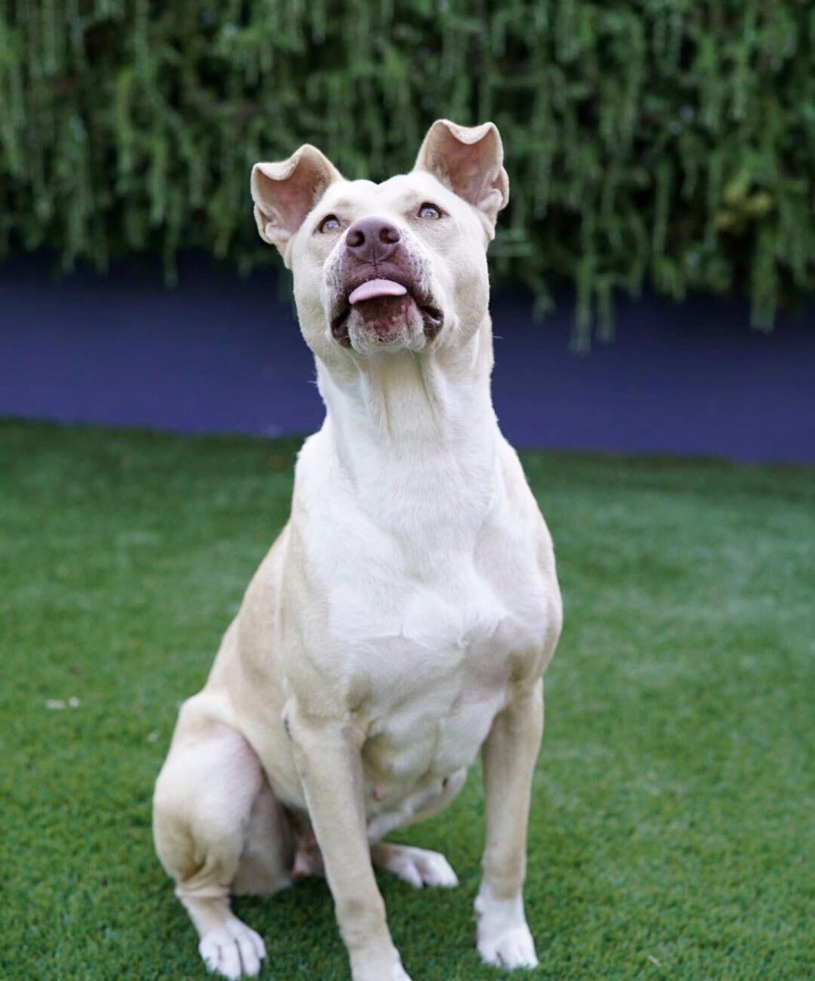 Enlarge Jade, a Adoptable mixed breed in Pasadena, CA image 4/6