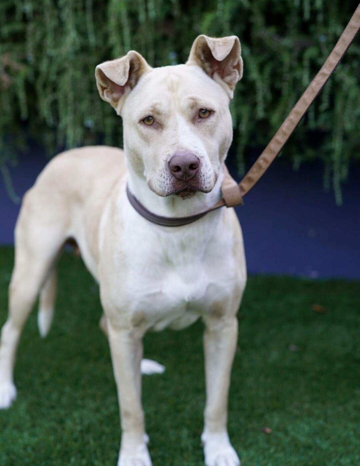 Enlarge Jade, a Adoptable mixed breed in Pasadena, CA image 5/6