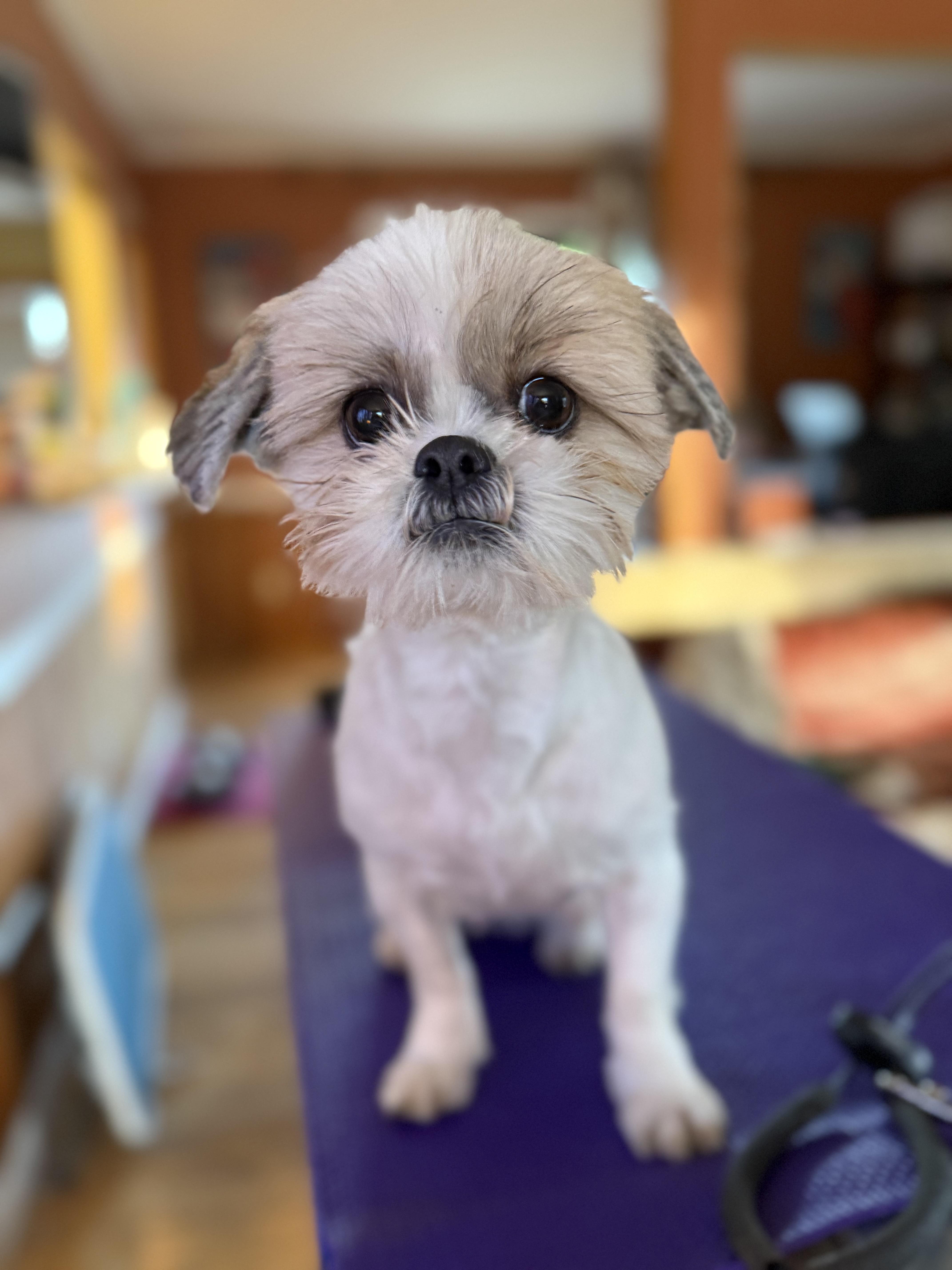 Enlarge Vixen, an adopted Shih Tzu in Mooresville, NC image 1/2