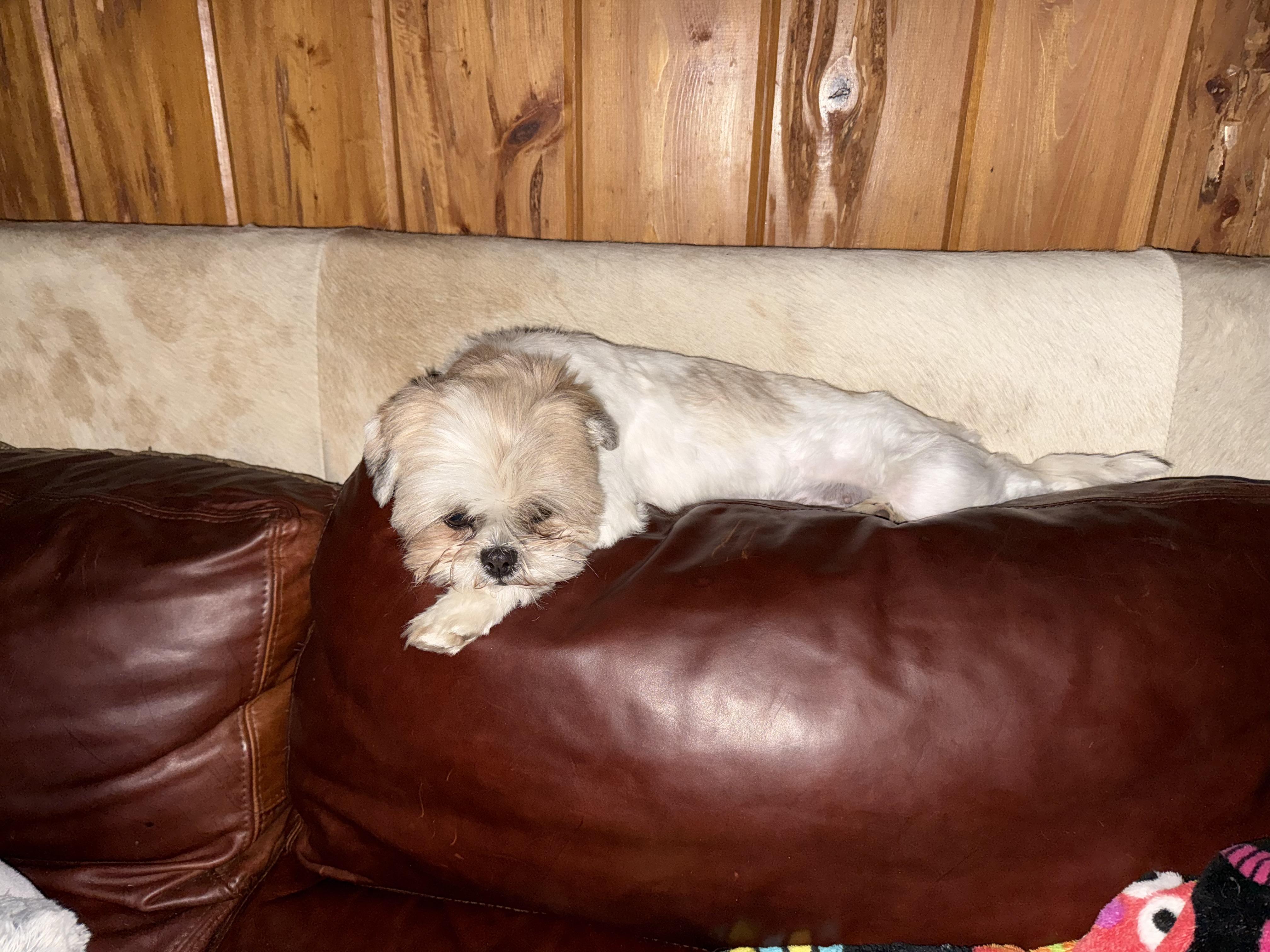 Enlarge Vixen, an adopted Shih Tzu in Mooresville, NC image 2/2