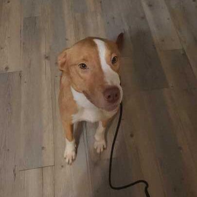 Dolly, a Adoptable mixed breed in Turlock, CA image 1/6