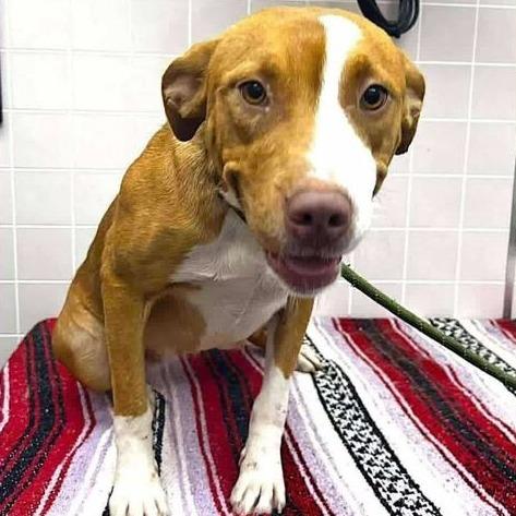 Dolly, a Adoptable mixed breed in Turlock, CA image 2/6