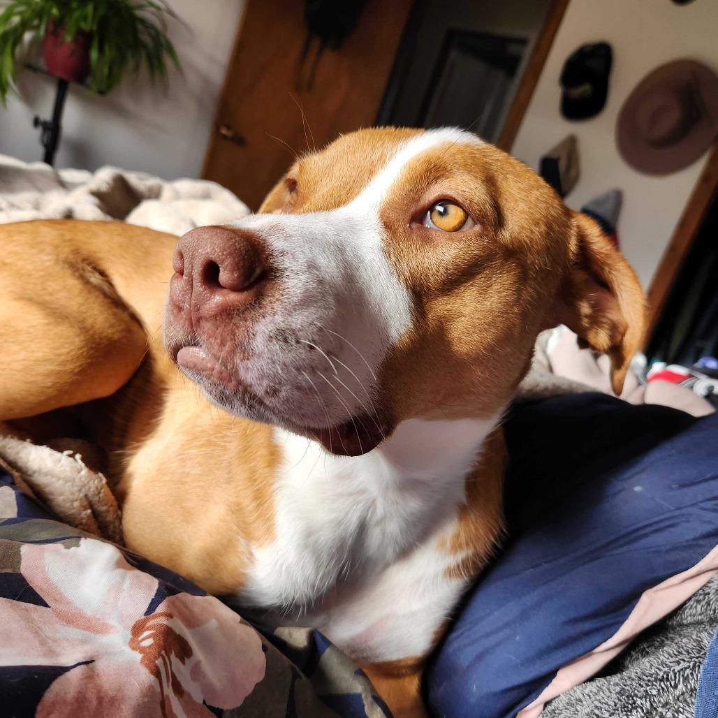 Enlarge Dolly, a Adoptable mixed breed in Turlock, CA image 3/6