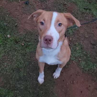 Dolly, a Adoptable mixed breed in Turlock, CA image 3/6