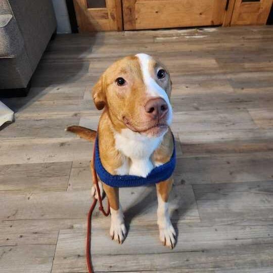 Dolly, a Adoptable mixed breed in Turlock, CA image 4/6