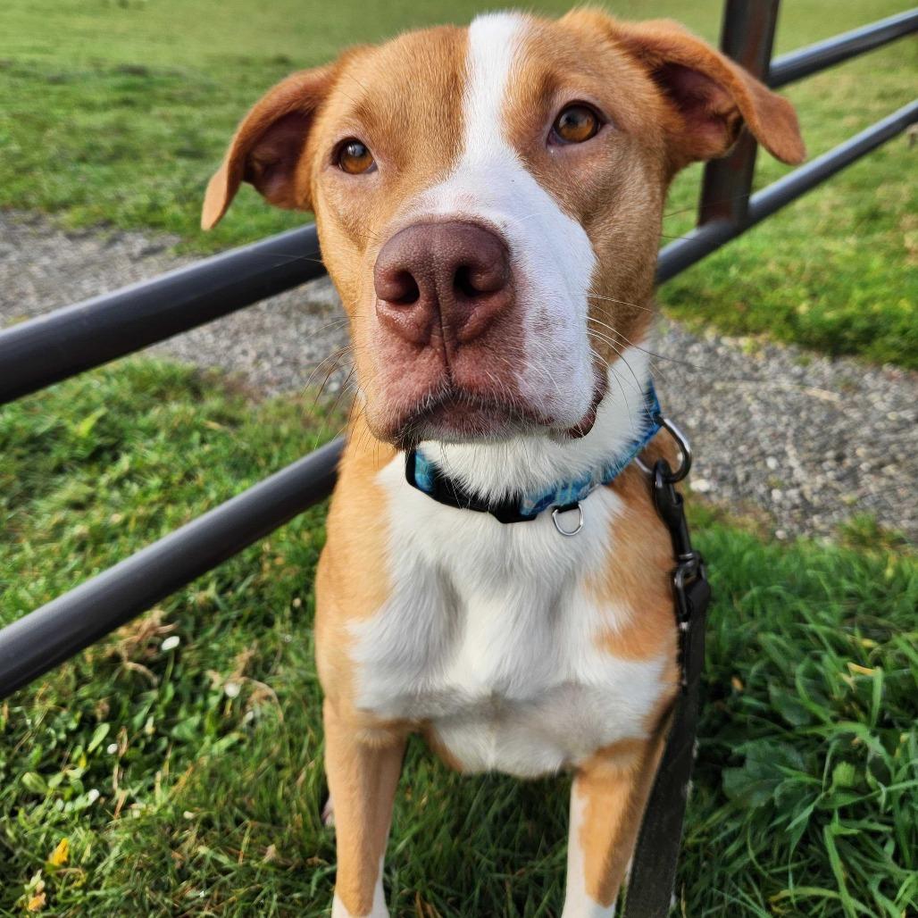 Dolly, a Adoptable mixed breed in Turlock, CA image 5/6