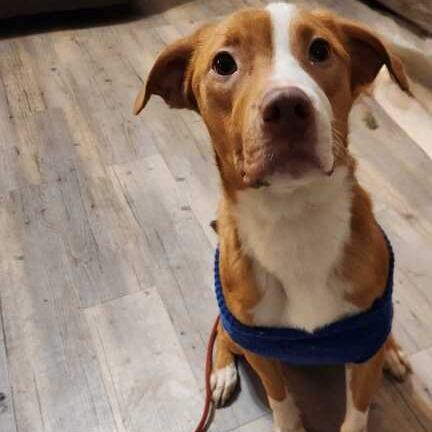 Dolly, a Adoptable mixed breed in Turlock, CA image 6/6