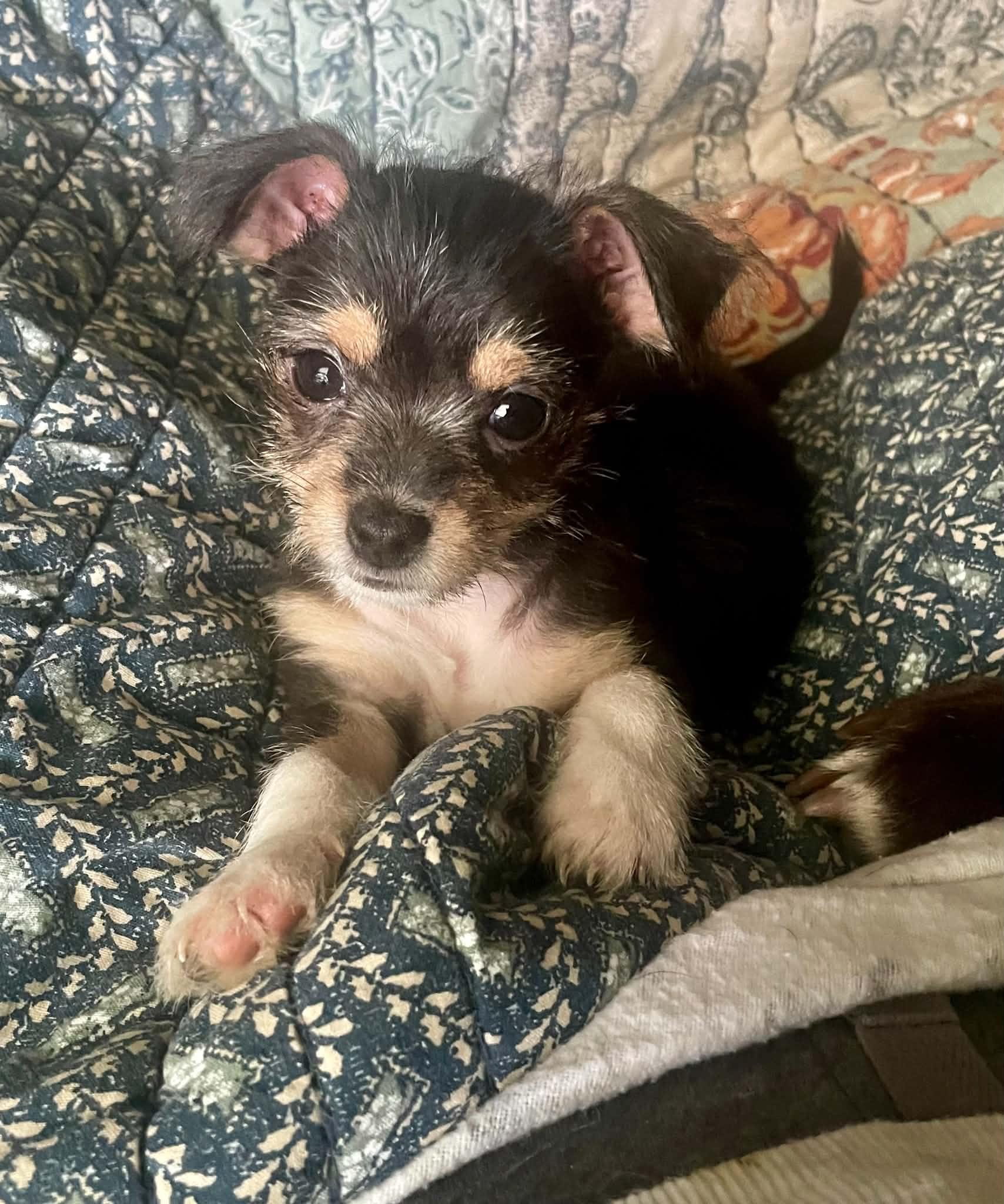 Duke of Giblets, Adoptable, Puppy Male Chihuahua & Shih Tzu.