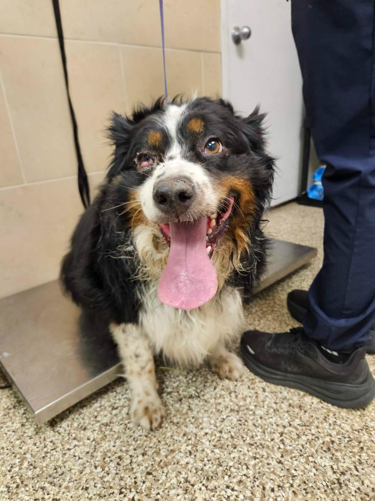 Pudge, a Adoptable Australian Shepherd in Pratt, KS image 1/2