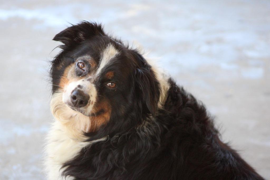 Pudge, a Adoptable Australian Shepherd in Pratt, KS image 2/2