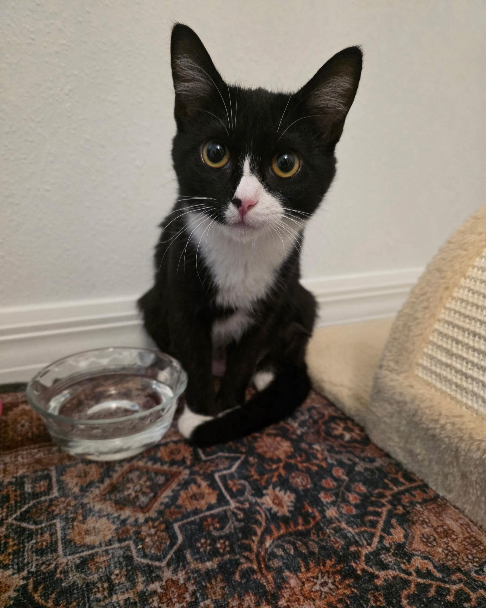 Enlarge Lady Ophelia Von Toe Beans, an adopted Domestic Short Hair in Tampa, FL image 2/4