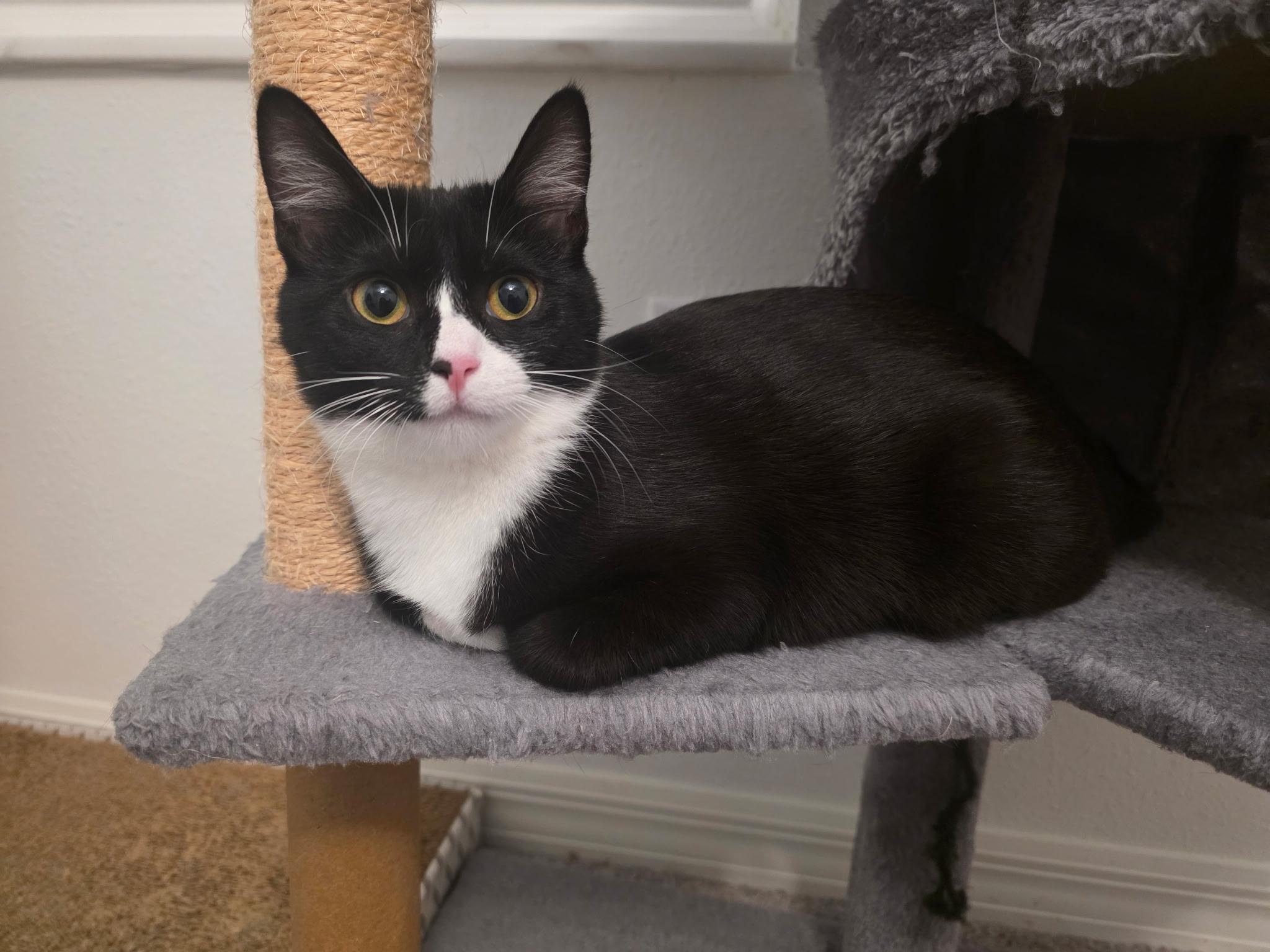 Enlarge Lady Ophelia Von Toe Beans, an adopted Domestic Short Hair in Tampa, FL image 4/4