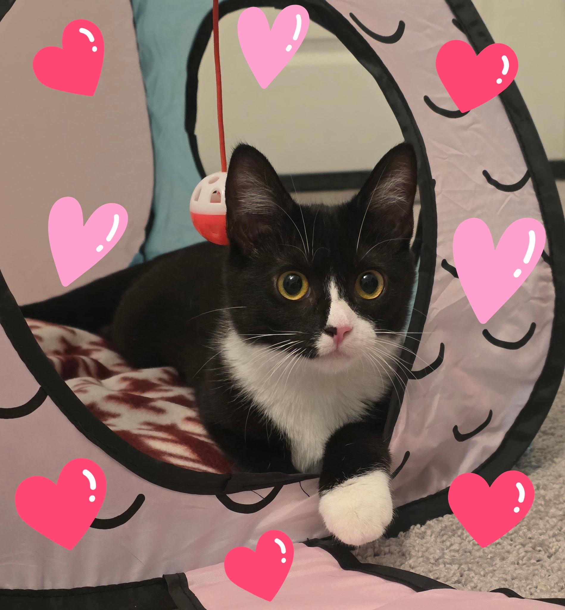 Lady Ophelia Von Toe Beans, adopted, Kitten Female Domestic Short Hair.