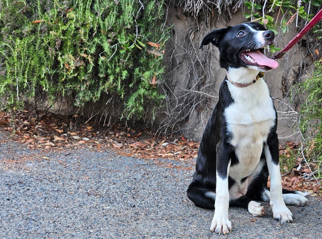 Enlarge Nelly, a Adoptable mixed breed in Escondido, CA image 1/2