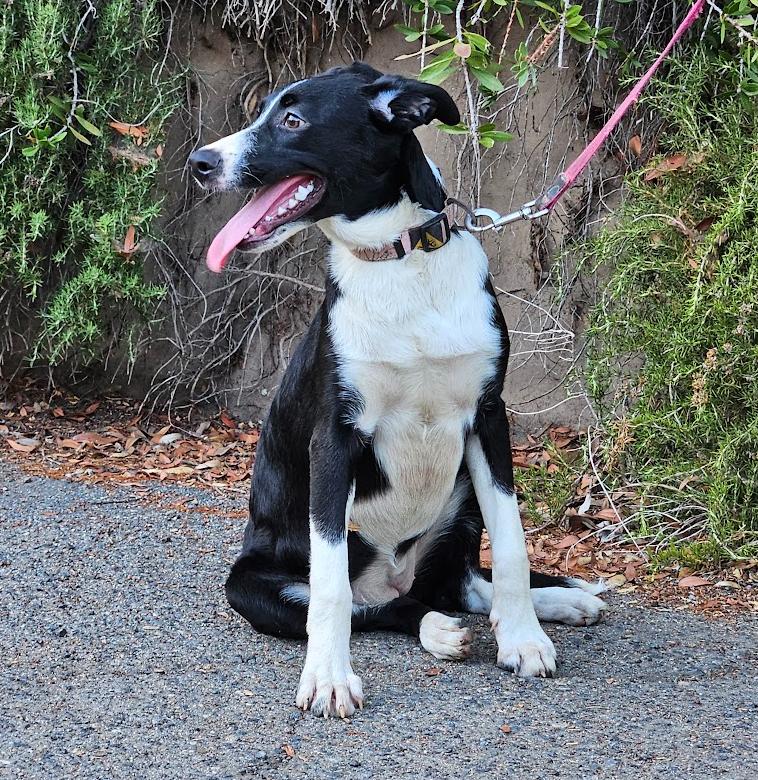 Enlarge Nelly, a Adoptable mixed breed in Escondido, CA image 2/2