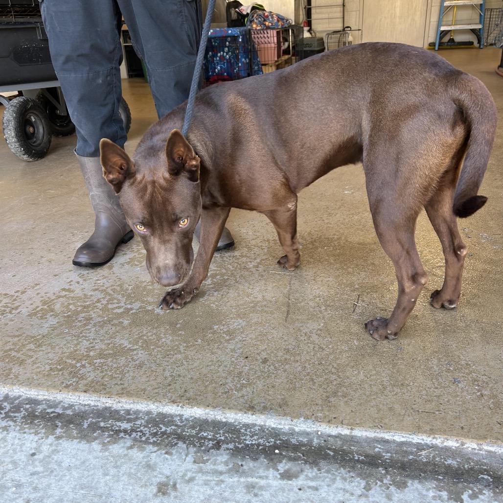 MAC, Adoptable, Young Male Chocolate Labrador Retriever & Mixed Breed.