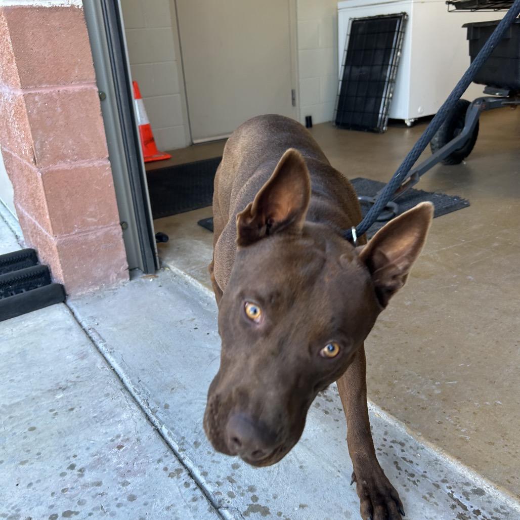 Enlarge MAC, a Adoptable mixed breed in Portland, TX image 2/2