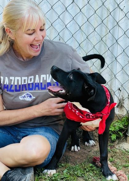 Rango $125, Adoptable, Puppy Male Labrador Retriever & Mixed Breed.