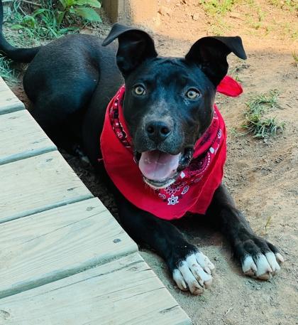 Rango $125, a Adoptable mixed breed in Seneca, SC image 2/3