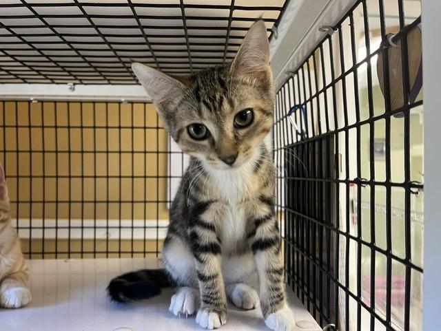 Reaper, a ADOPTABLE Domestic Short Hair in Grosse Ile, MI image 1/2