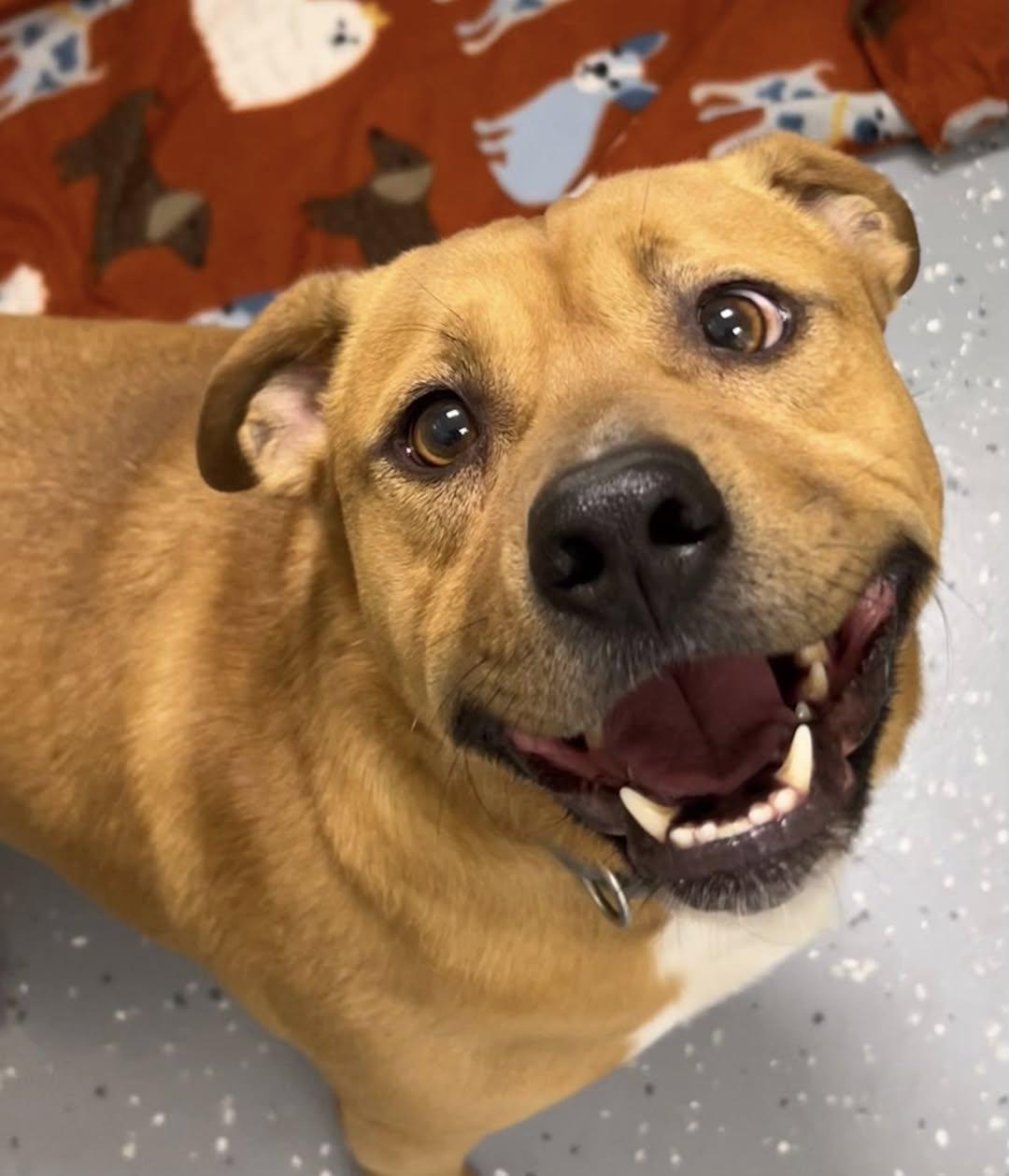 Enlarge Dale, a ADOPTABLE Mixed Breed in Davenport, IA image 1/1