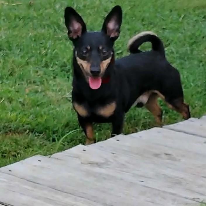 Milo, Adoptable, Adult Male Dachshund & Miniature Pinscher.