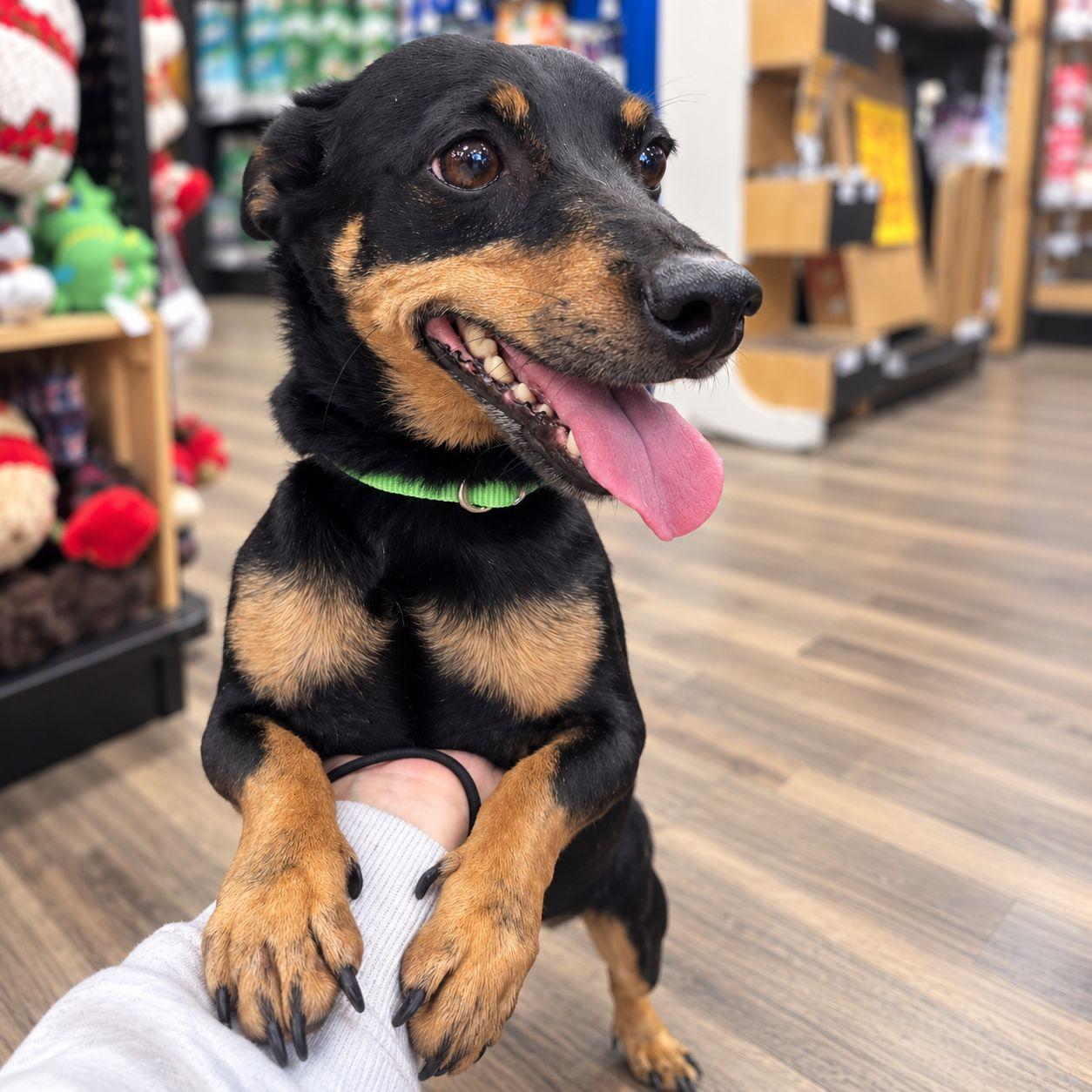 Enlarge Milo, a Adoptable mixed breed in Plain City, OH image 2/6