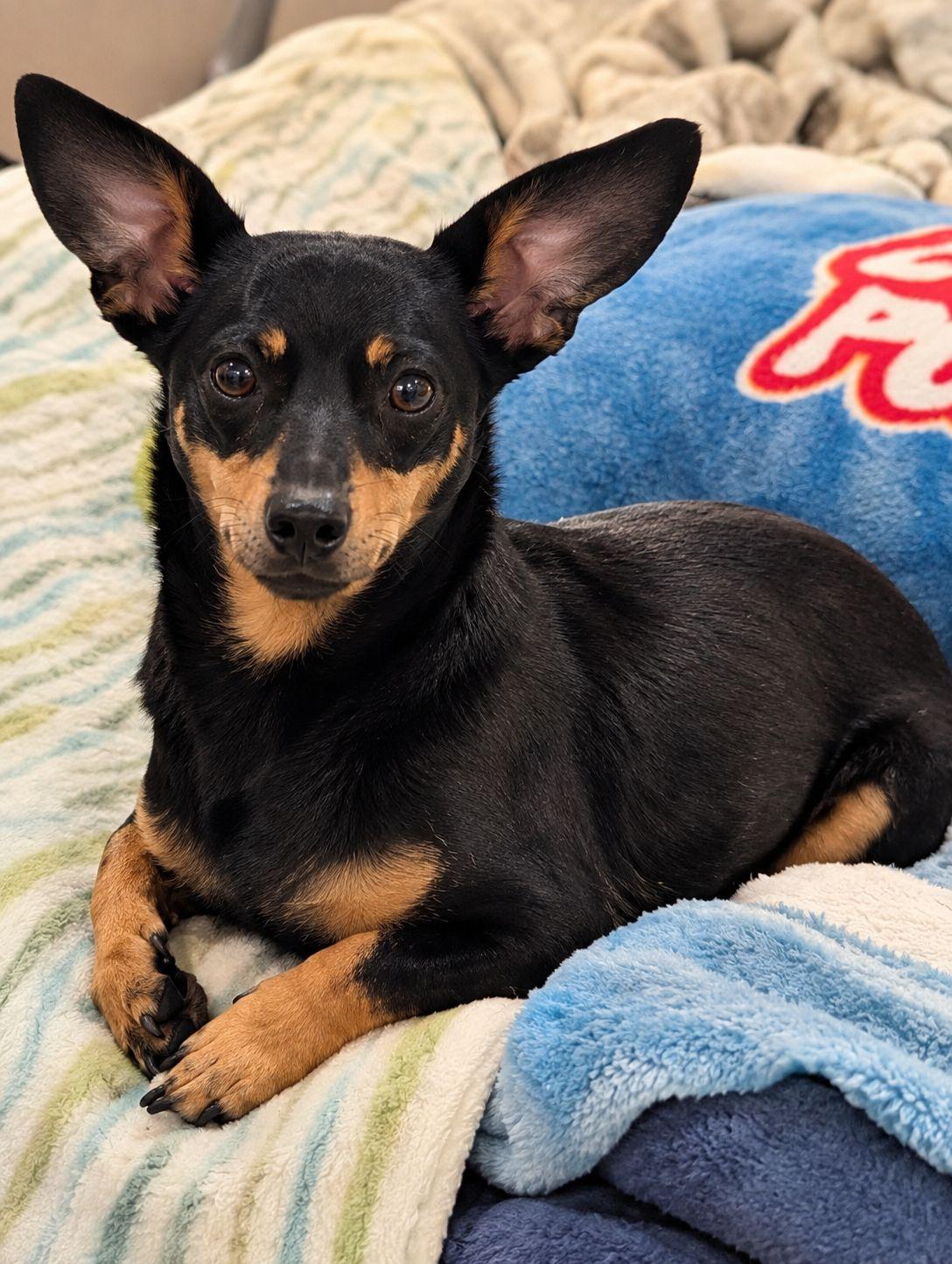 Enlarge Milo, a Adoptable mixed breed in Plain City, OH image 6/6