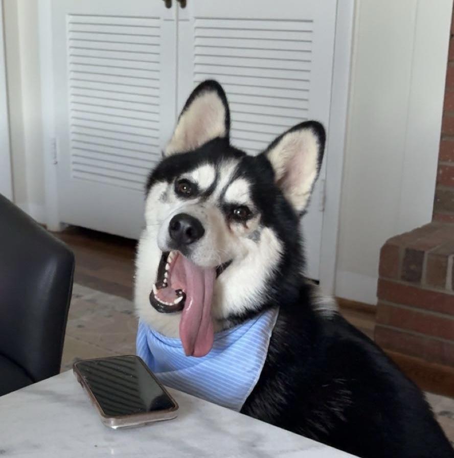 Irwin, a ADOPTABLE Husky in Rochester, NY image 4/5