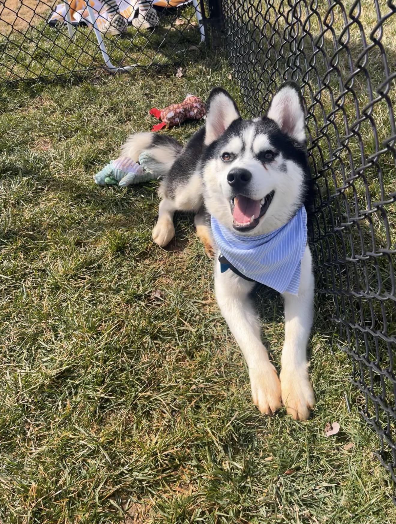 Irwin, a ADOPTABLE Husky in Rochester, NY image 2/5
