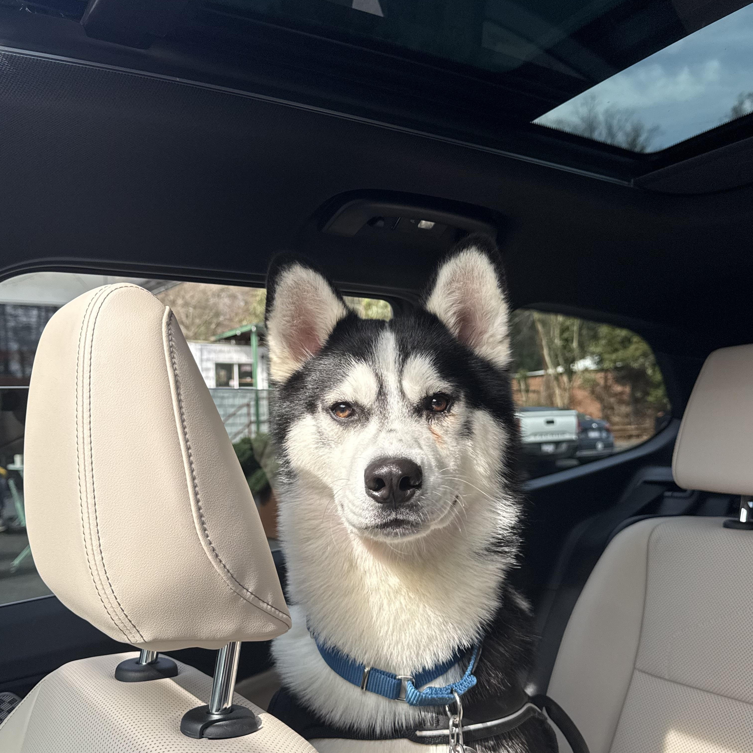 Irwin, ADOPTABLE, Young Male Husky.