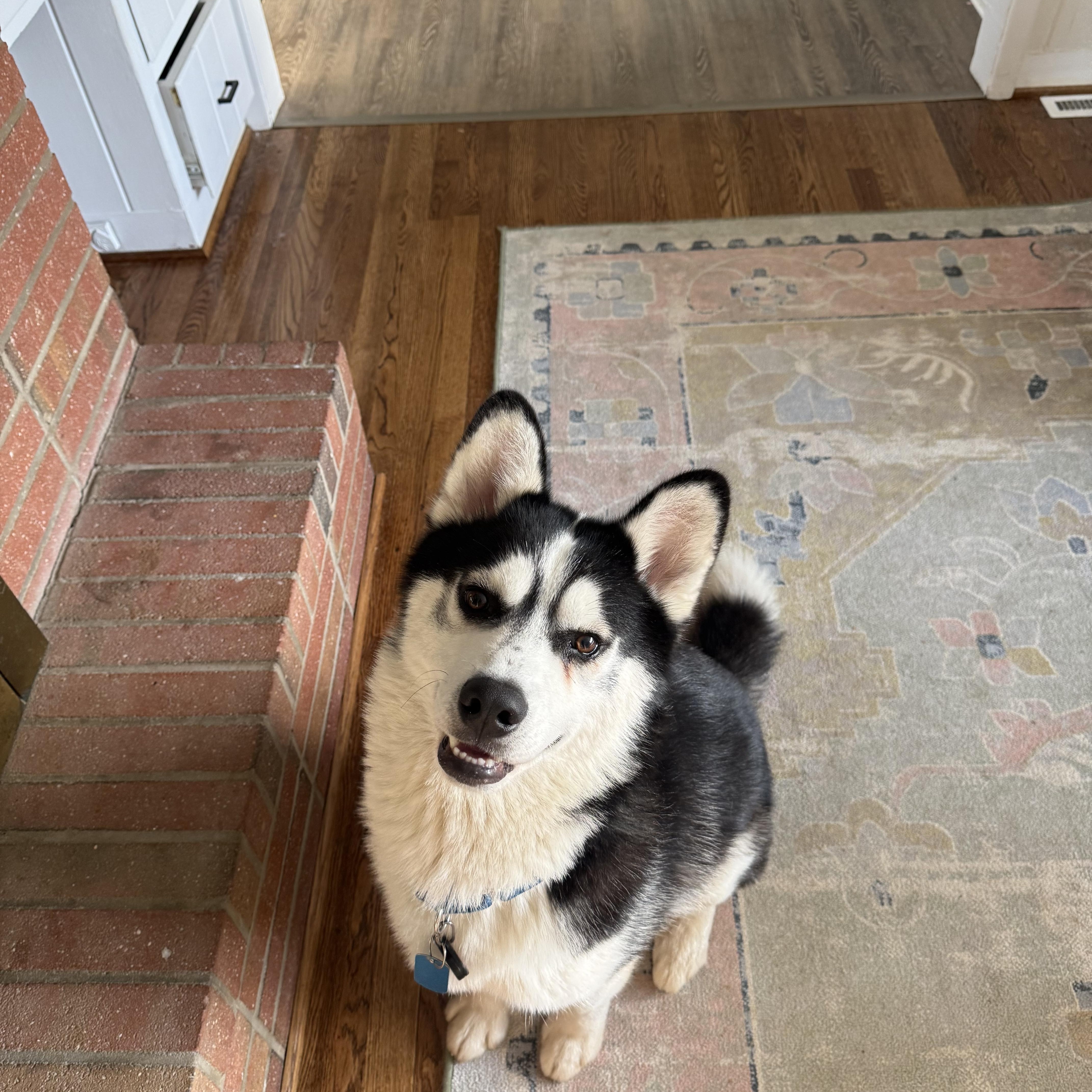 Irwin, a ADOPTABLE Husky in Rochester, NY image 3/5