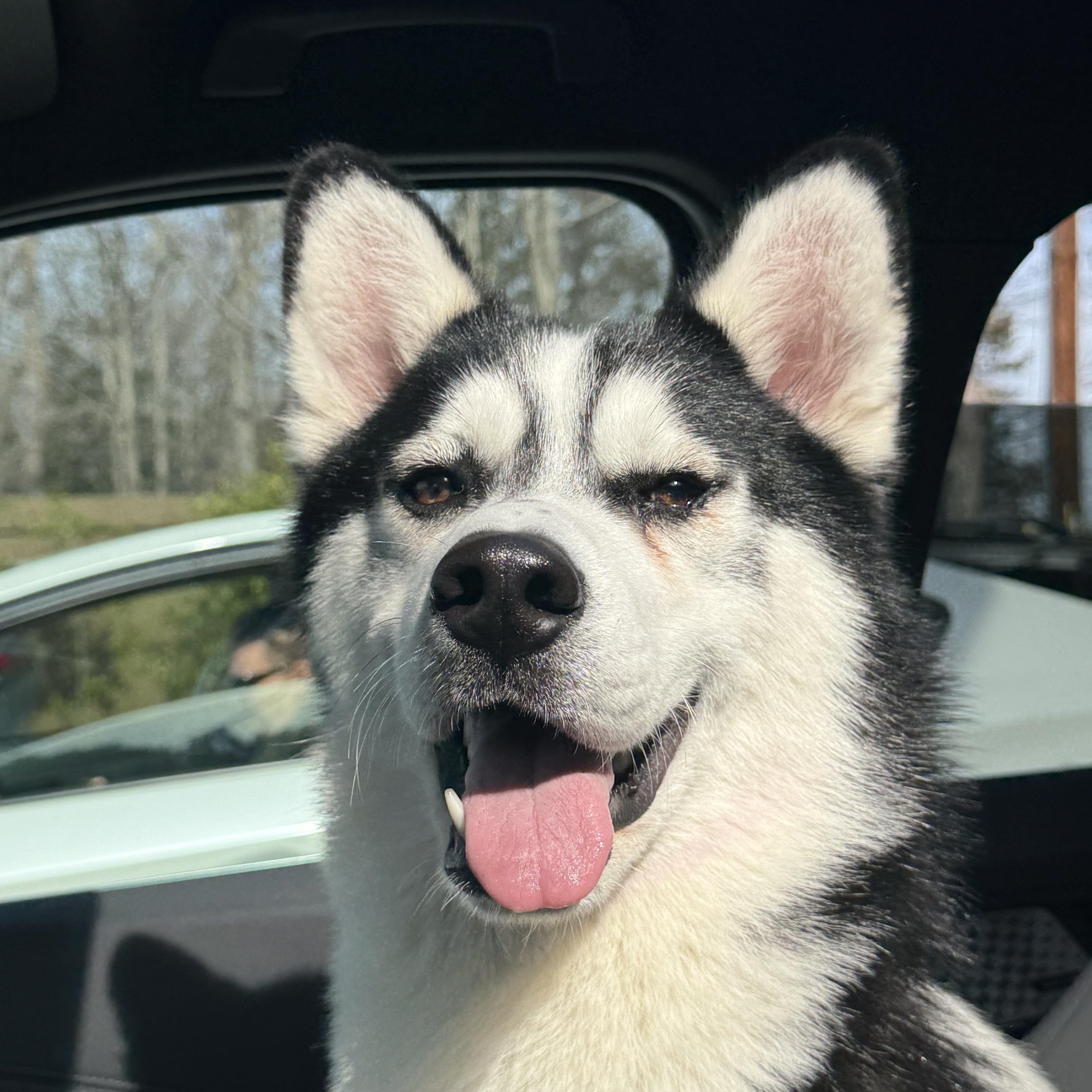 Irwin, a ADOPTABLE Husky in Rochester, NY image 5/5