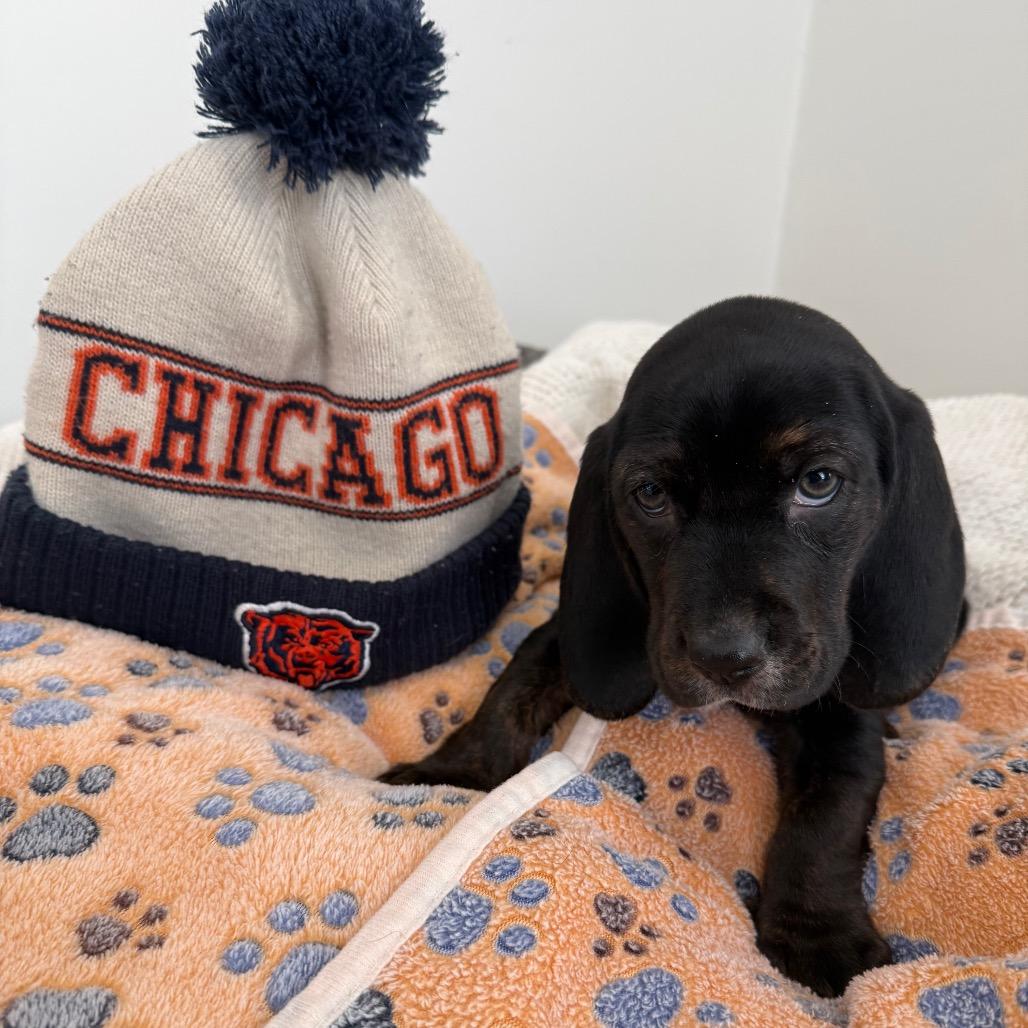 Enlarge Payton, an adopted mixed breed in Homewood, IL image 1/1