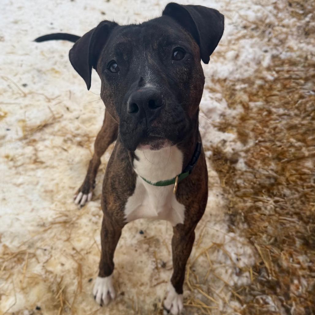Boss, Adoptable, Adult Male Mixed Breed.