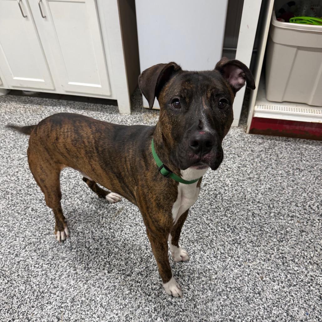 Boss, a Adoptable Mixed Breed in Fairmont, WV image 2/6