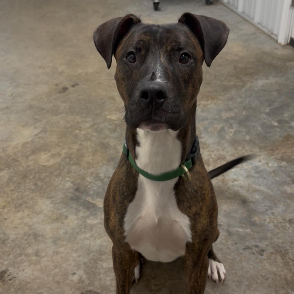 Boss, a Adoptable Mixed Breed in Fairmont, WV image 3/6