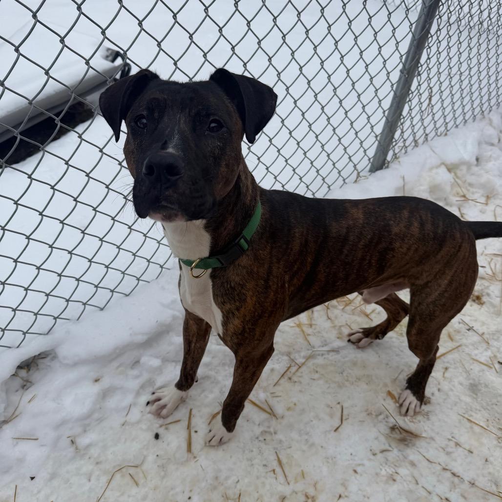 Boss, a Adoptable Mixed Breed in Fairmont, WV image 4/6