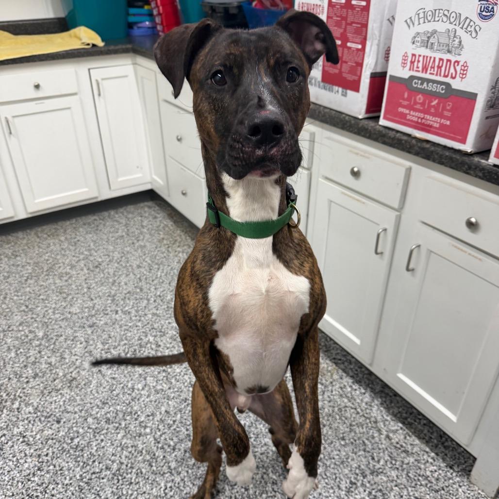 Boss, a Adoptable Mixed Breed in Fairmont, WV image 5/6