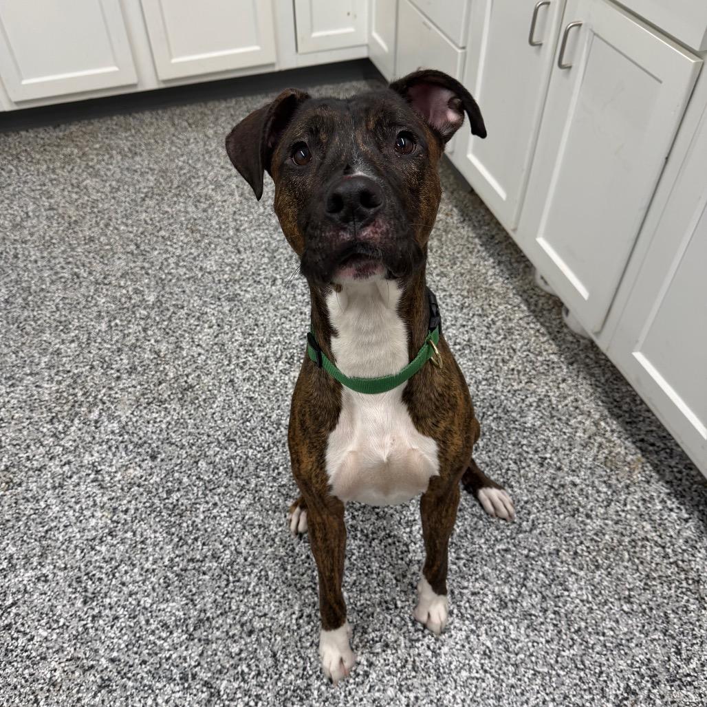 Boss, a Adoptable Mixed Breed in Fairmont, WV image 6/6