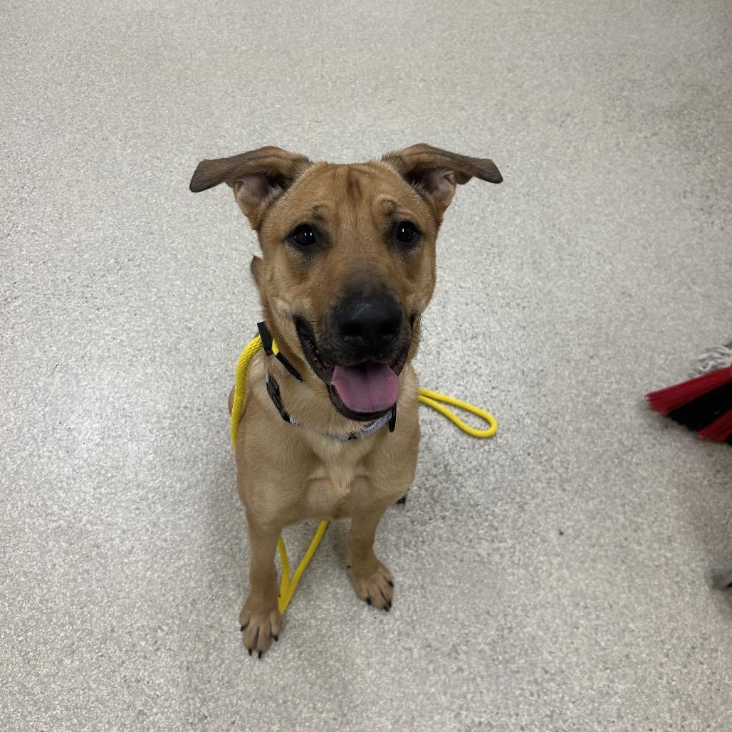 Mochi, Adoptable, Young Male Shepherd.