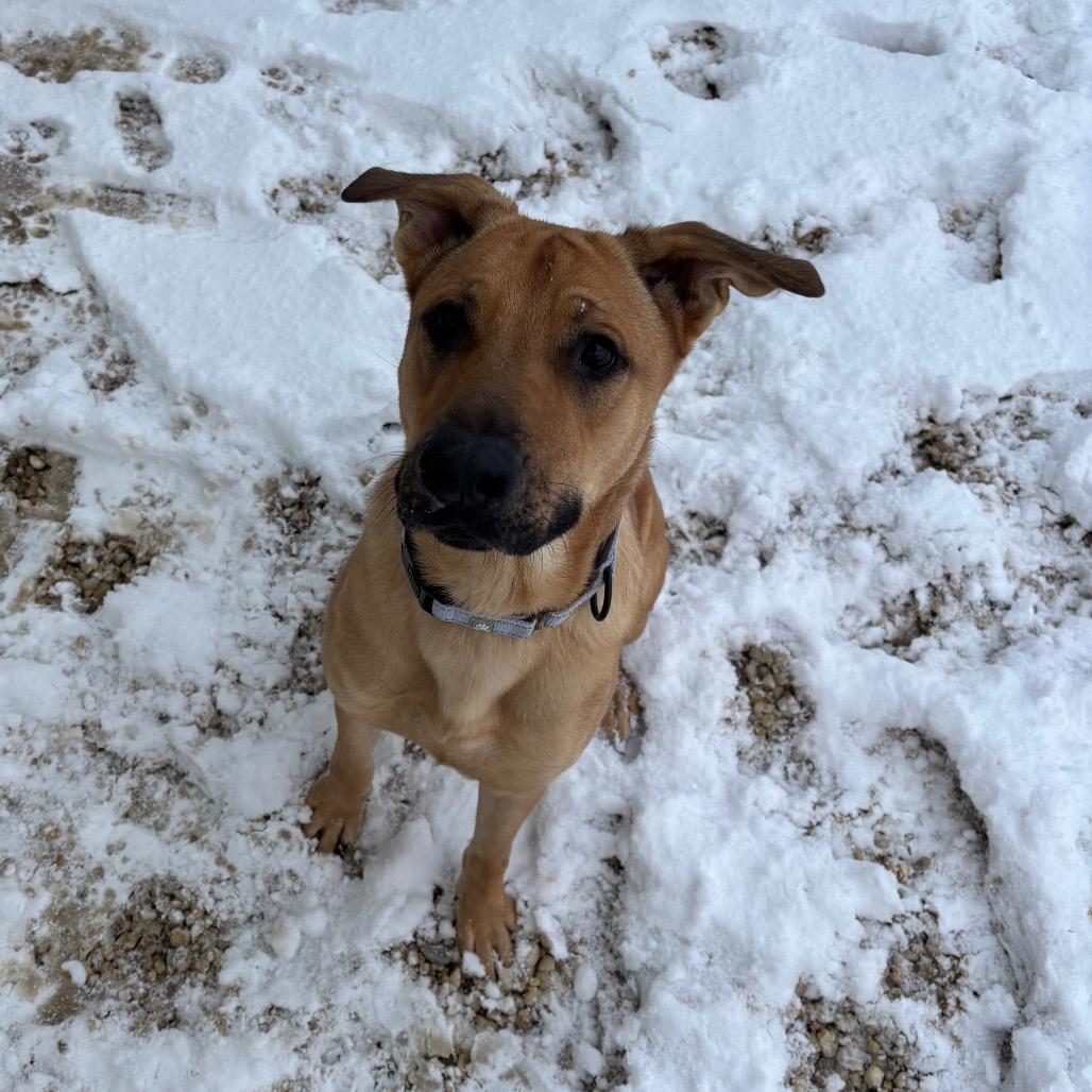 Enlarge Mochi, a Adoptable mixed breed in Novelty, OH image 2/5