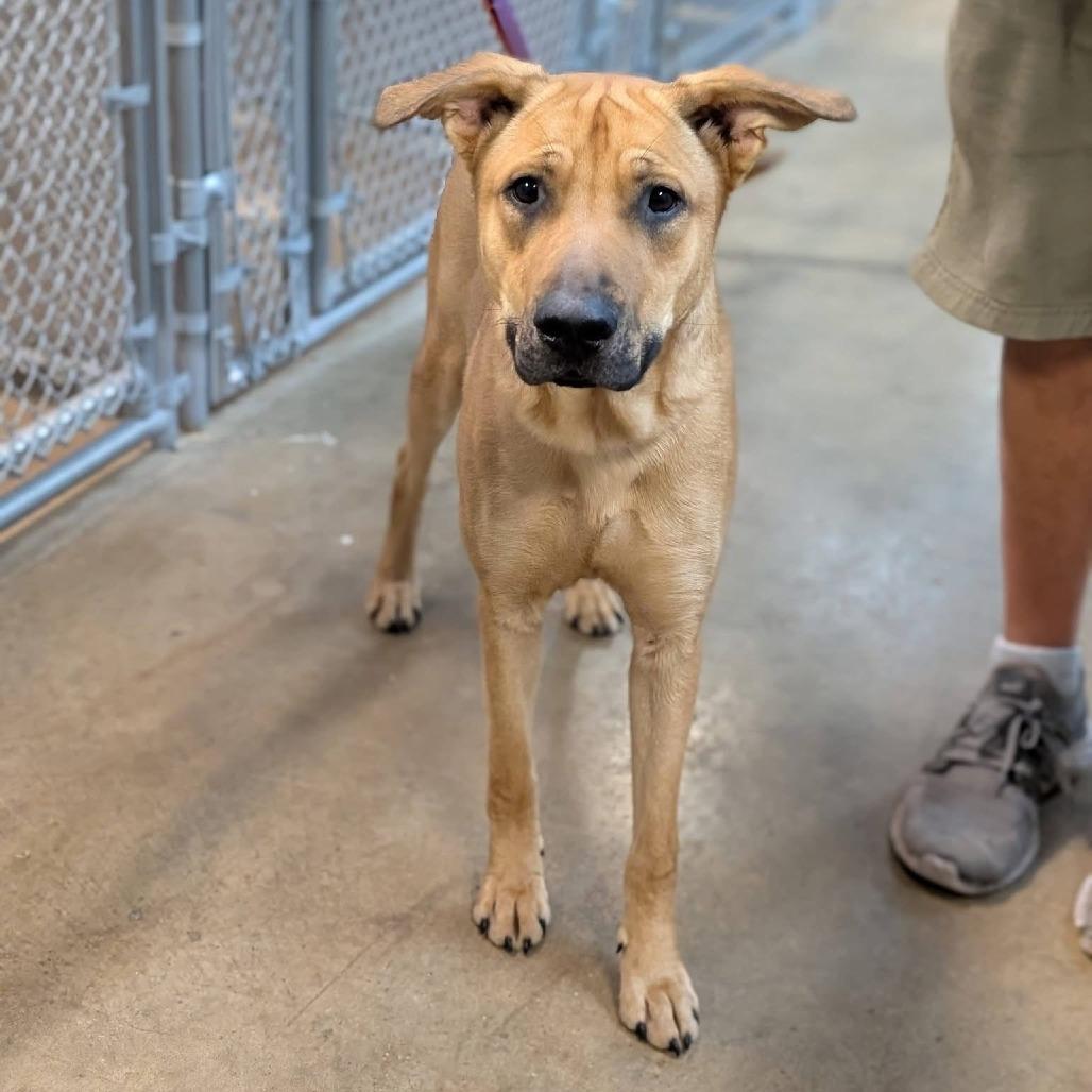 Enlarge Mochi, a Adoptable mixed breed in Novelty, OH image 3/5