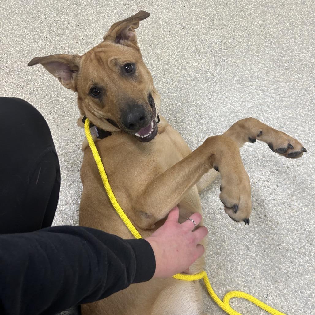 Enlarge Mochi, a Adoptable mixed breed in Novelty, OH image 4/5