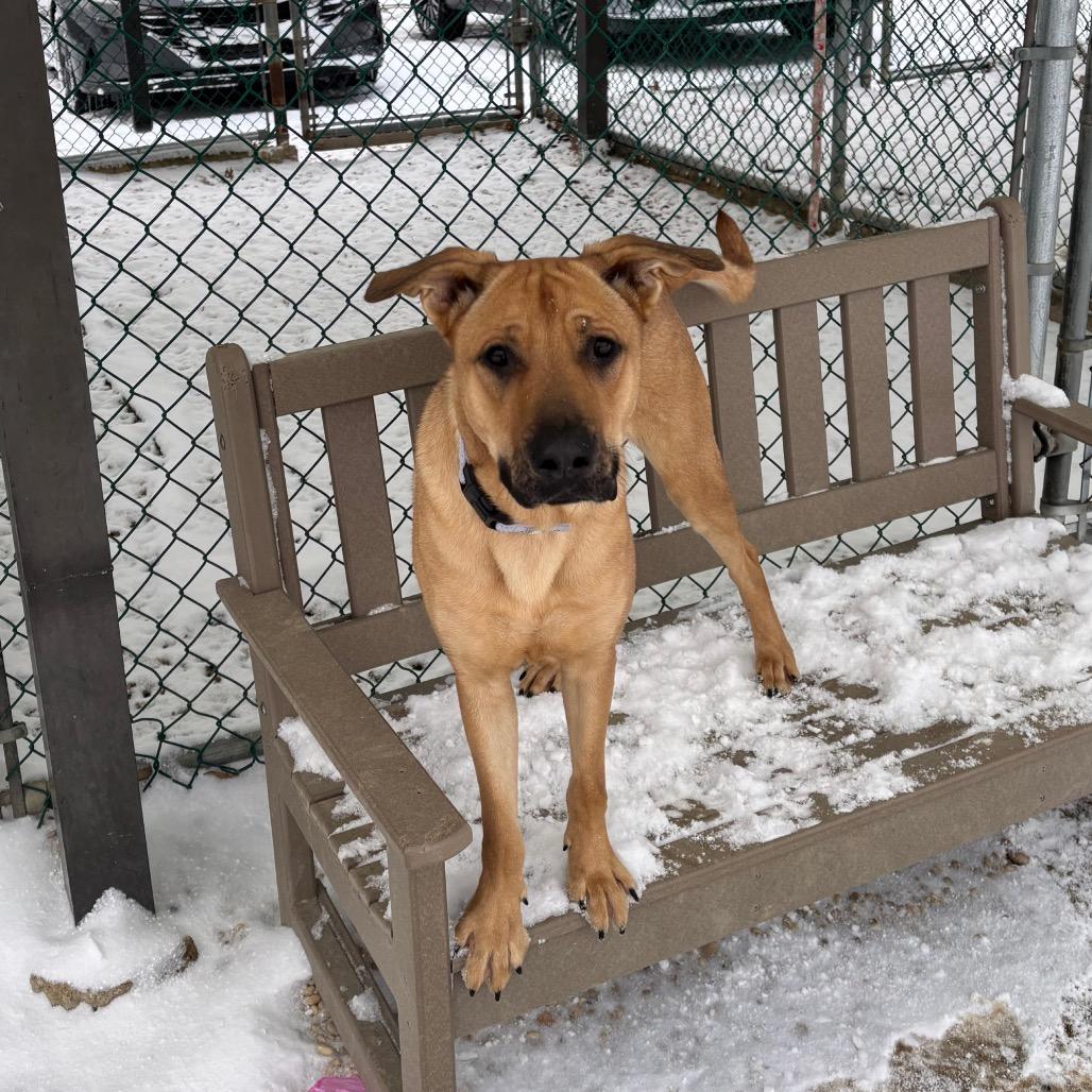 Enlarge Mochi, a Adoptable mixed breed in Novelty, OH image 5/5