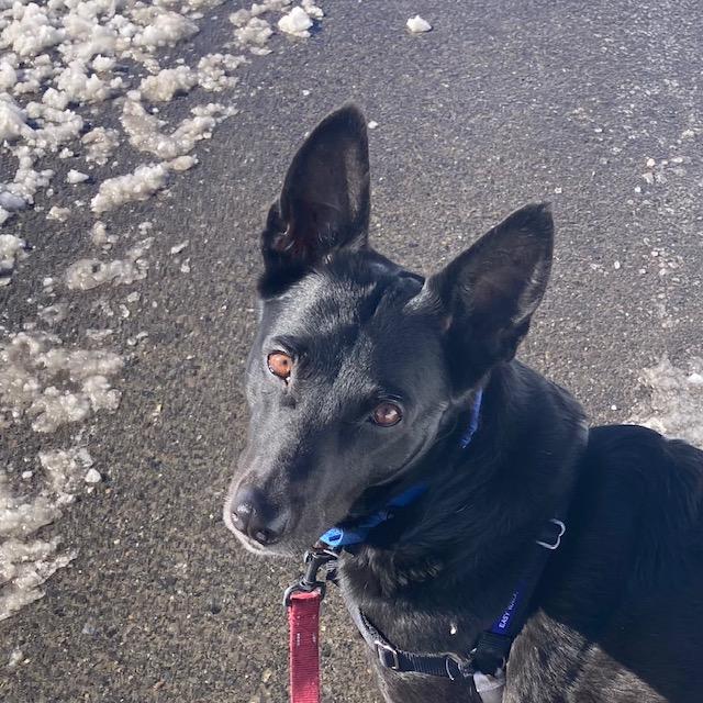 CADY, Adoptable, Adult Female Belgian Shepherd / Malinois.