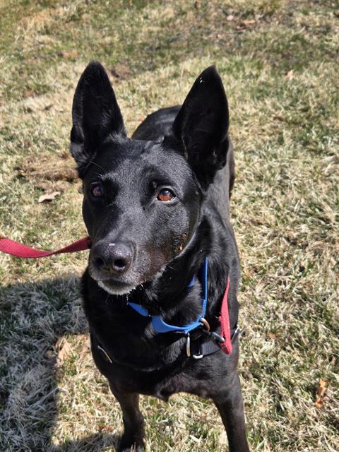 CADY, Adoptable, Adult Female Dutch Shepherd.