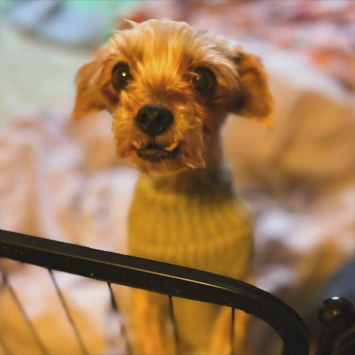 Moxie, a Adoptable Yorkshire Terrier in West Falls, NY image 1/3