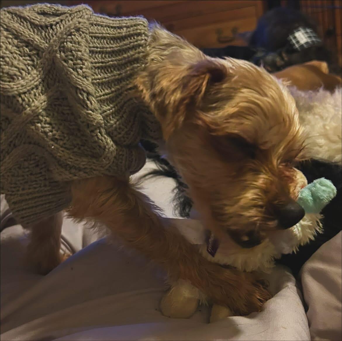 Moxie, a Adoptable Yorkshire Terrier in West Falls, NY image 2/3